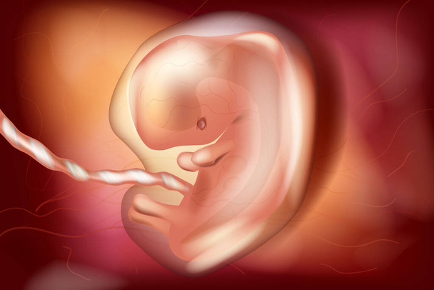 Lidské embryo v děloze, šestitýdenní gestační věk. Embryonická perioda. Lidský plod - Fotografie, Obrázek