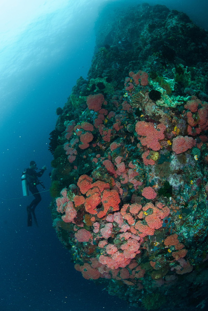 Duiker, bos van koraalriffen in Ambon, Maluku, Indonesia onderwater foto - Foto, afbeelding