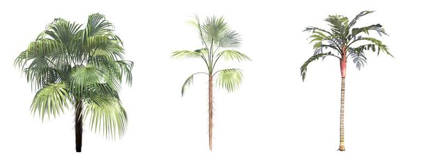 valkoisella pohjalla eristetyt palmut, 3D-kuvitus, cg renderöinti - Valokuva, kuva