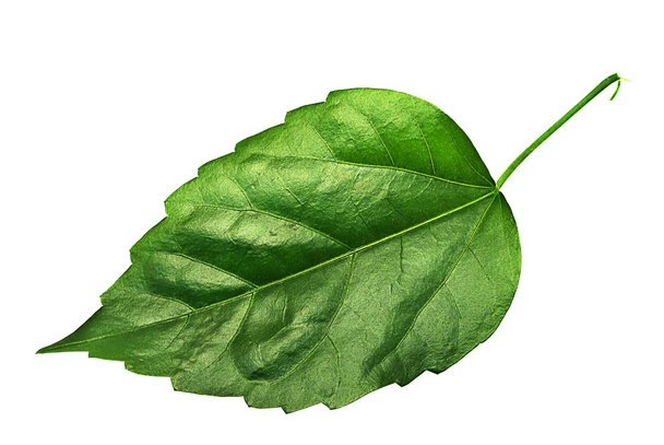 Big leaf - Photo, Image