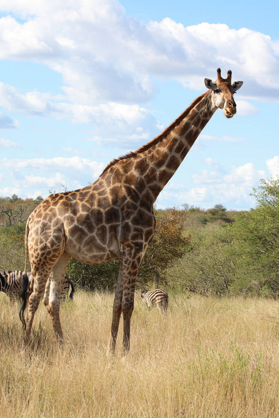 Giraffe / Giraffe / Giraffa Camelopardalis - Zdjęcie, obraz
