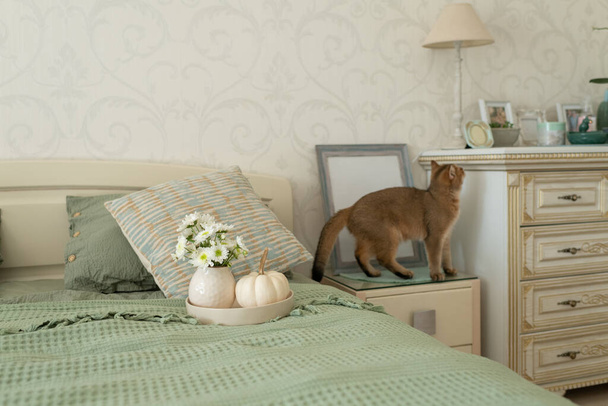 gato doméstico rojo con ojos verdes en el dormitorio en la cama, dormitorio interior - Foto, imagen