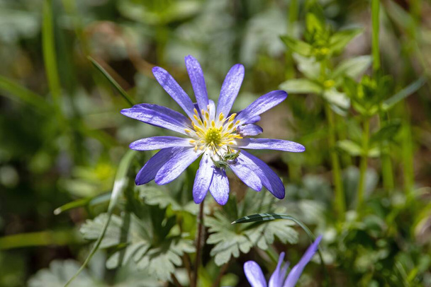 Flower of a broad leaved anemone, Anemone hortensis - Photo, Image