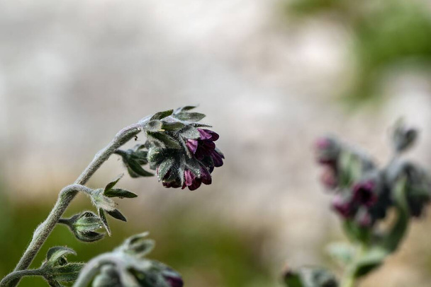 Flowers of a houndstongue, Cynoglossum officinale - Photo, Image