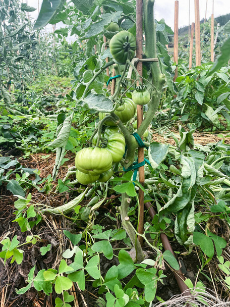 Groene raf tomaten op de plant. Kopieerruimte. - Foto, afbeelding