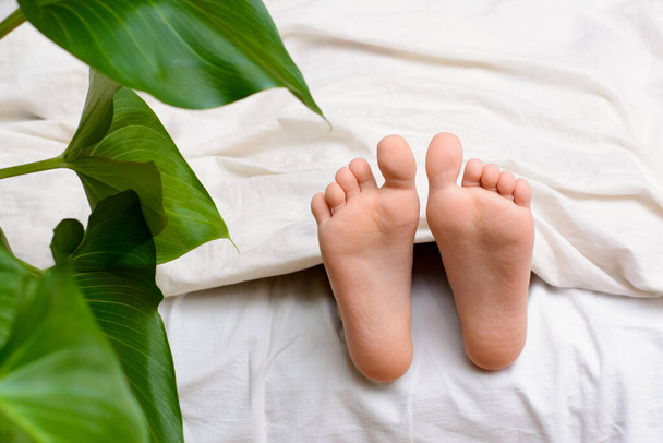 Μικρά πόδια είναι ορατά κάτω από την κουβέρτα. Πράσινο λουλούδι γλάστρα κοντά στο κρεβάτι στο δωμάτιο. Έννοια της φρεσκάδας, καθαρότητας - Φωτογραφία, εικόνα