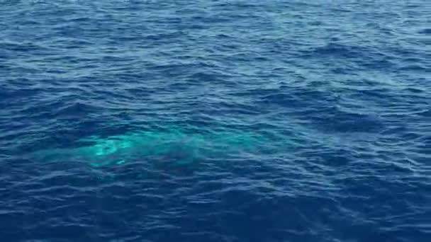 sperma bálna a tenger felszínén - Felvétel, videó
