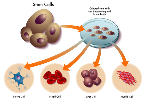 Stem cells - Vector, Image