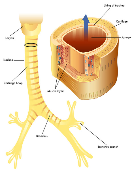 Anatomie de la trachée
 - Vecteur, image