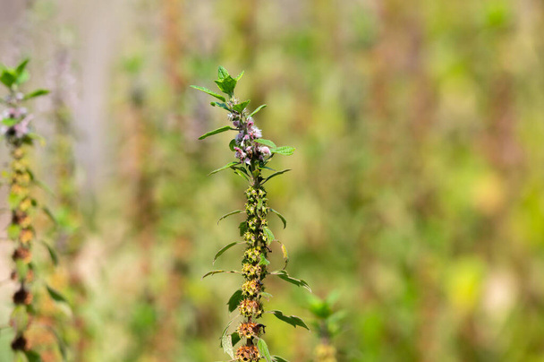 Medicinal plant leonurus cadriaca or motherwort growing in garden in summer - Photo, Image