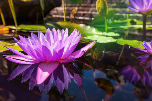 Lotus flower - Фото, изображение