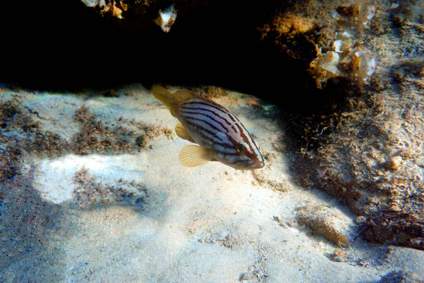  A Goldblotch-csoport (Epinephelus costae) a Földközi-tengeren és az Atlanti-óceán keleti részén őshonos tengeri hal. - Fotó, kép