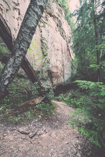 Gaujas Milli Parkı, Letonya - antik kumtaşı kayalıklarla v - Fotoğraf, Görsel