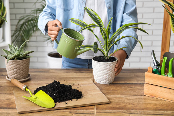 Woman watering potted houseplant at table - Photo, image