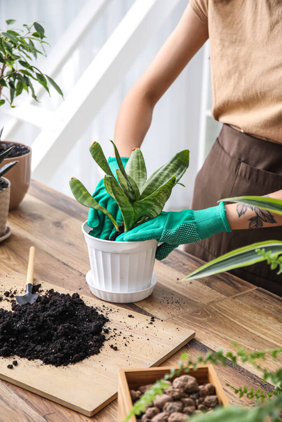 Woman transplanting potted houseplant at home - Photo, Image