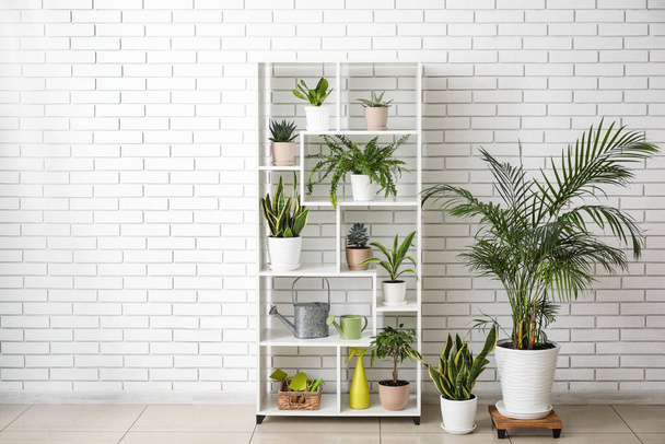 Shelving unit with different houseplants near white brick wall - Photo, Image
