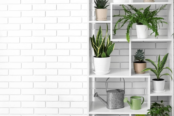 Стелажний блок з різними кімнатними рослинами біля білої цегляної стіни
 - Фото, зображення