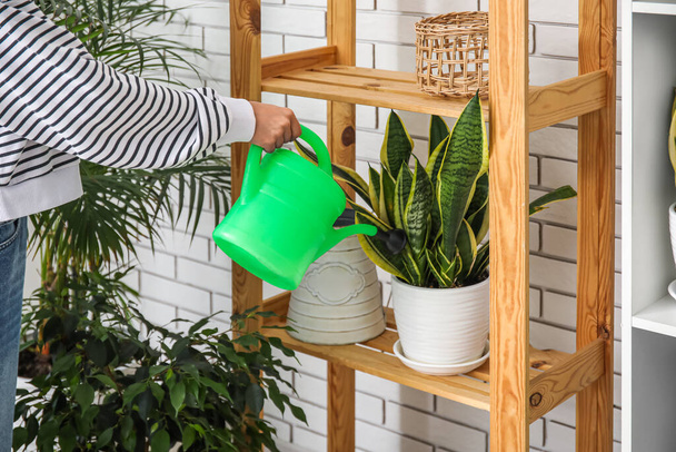 Woman watering snake plant on shelf at home - Photo, Image