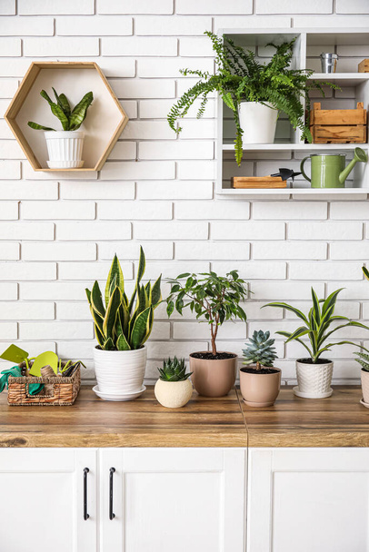 Různé pokojové rostliny na pultech u zdi z bílých cihel - Fotografie, Obrázek
