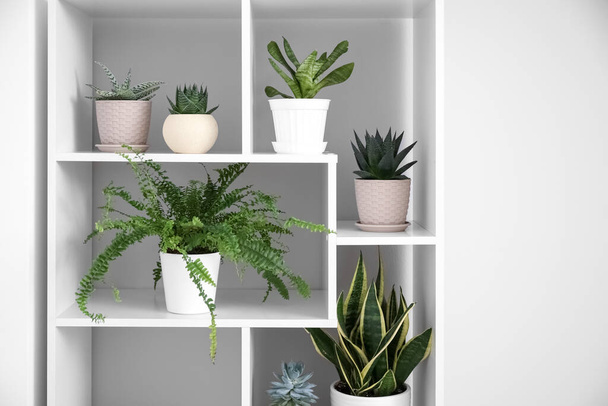 Regaleinheit mit verschiedenen Zimmerpflanzen in der Nähe von Lichtwänden - Foto, Bild