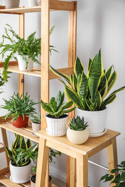 Табурет і стелаж з різними кімнатними рослинами біля світлої стіни
 - Фото, зображення