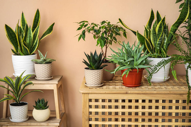 Schody i stół z różnymi roślinami w pobliżu beżowej ściany - Zdjęcie, obraz