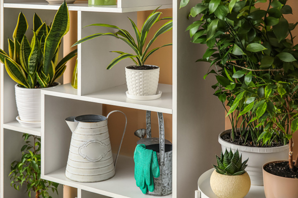 Стіл і стелаж з різними кімнатними рослинами біля бежевої стіни
 - Фото, зображення