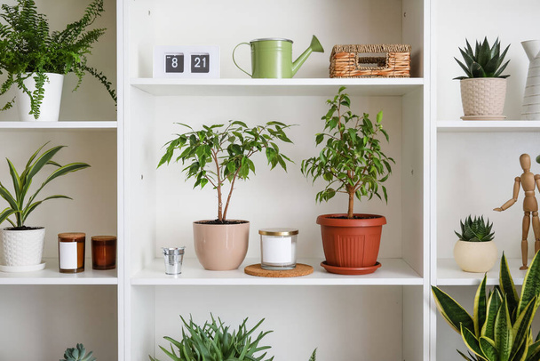 部屋に異なる観葉植物とホワイトシェルフユニット - 写真・画像