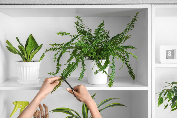 Жінка розрізає гілку кімнатної рослини на полиці в домашніх умовах
 - Фото, зображення