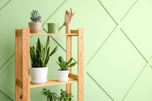 Houten plankenkast met kamerplanten bij groene muur - Foto, afbeelding