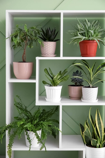 Unidad de estanterías con diferentes plantas de interior cerca de pared verde - Foto, Imagen