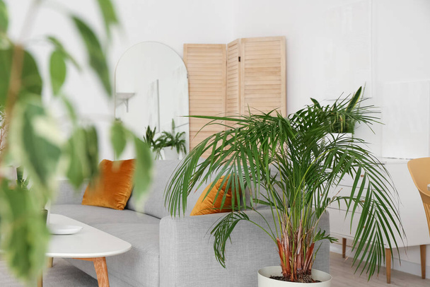 Interior of cozy living room with houseplants and sofa - Foto, imagen