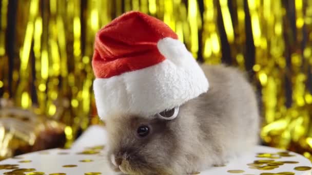 Gray little bunny in Santas hat on 2023 New Year with gold garland on the background. - Footage, Video