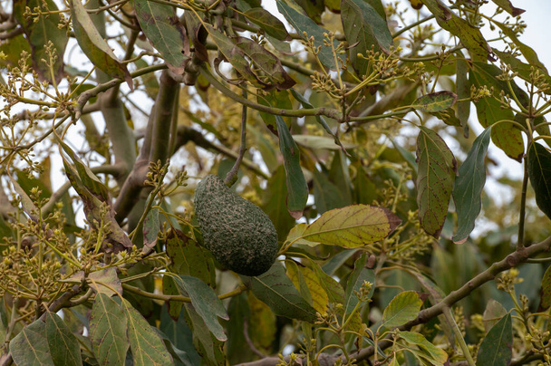 Збирання врожаю та цвітіння вічнозелених авокадо на плантаціях у Коста - дель - Солі (Андалусія, Іспанія). - Фото, зображення