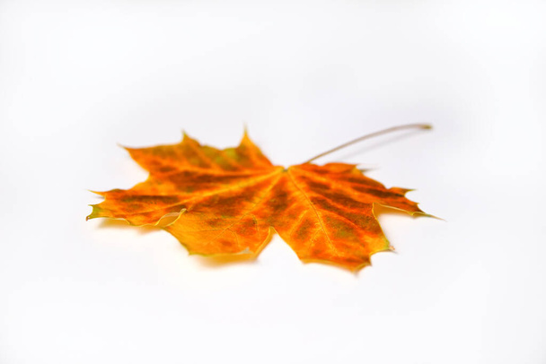 Defocus orange maple leaf on white background. Texture, background, pattern. Autumn maple leaves. Background of maple leaf. Autumn advance. Fall isolated. Out of focus. - Foto, afbeelding