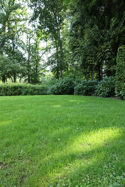 Beautiful lawn with green grass on sunny day - Zdjęcie, obraz