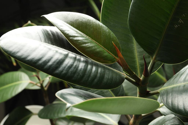 Ficus with lush leaves, closeup. Tropical plant - Foto, Imagen