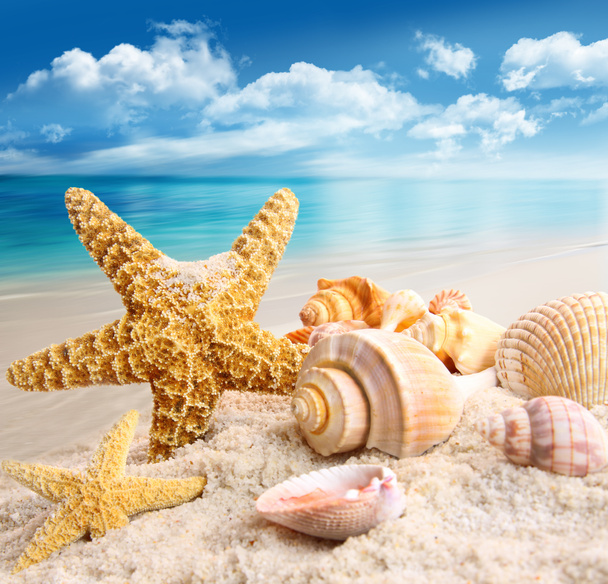 ヒトデと貝殻の浜辺 - 写真・画像