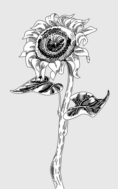 Girassol flor com haste e folhas isoladas em um fundo. Estilo vintage gravado. Ilustração vetorial - Vetor, Imagem