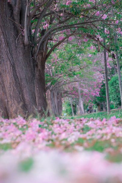 ピンクのトランペットの木またはTabebuia rosea - 写真・画像