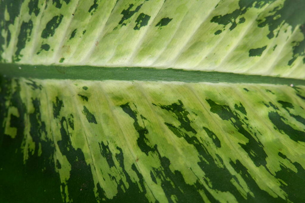 Close up Szczegóły liści rośliny Aglaonema - Zdjęcie, obraz
