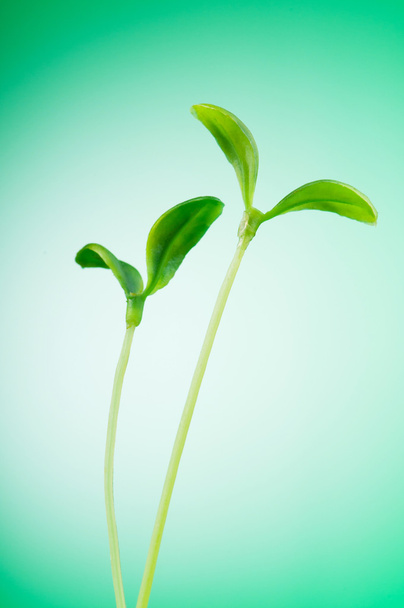 Green seedling illustrating concept of new life - Photo, Image