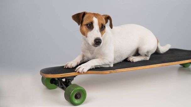 Dog jack russell terrier posing on a longboard in front of a white background - Foto, imagen