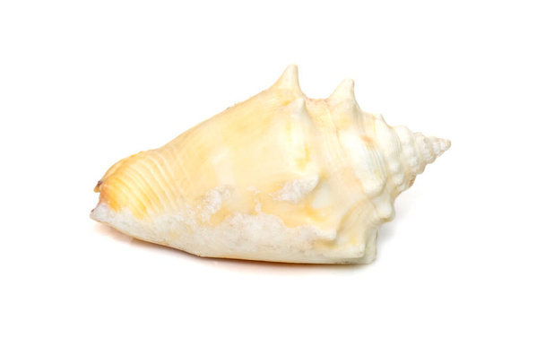 Зображення морських черепашок, бойового молюска Флориди, є видом середнього розміру, теплого морського равлика, морського гастропод молюска в родині Strombidae, справжніх молюсків, ізольованих на білому тлі. Undersea Animals Морські брили. - Фото, зображення
