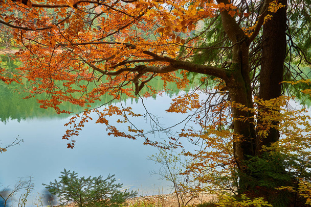 táj a hegyi tó Synevyr ősszel. Gyönyörű természet táj reggel. Luc erdő a parton. Synevyr nemzeti park, Ukrajna - Fotó, kép
