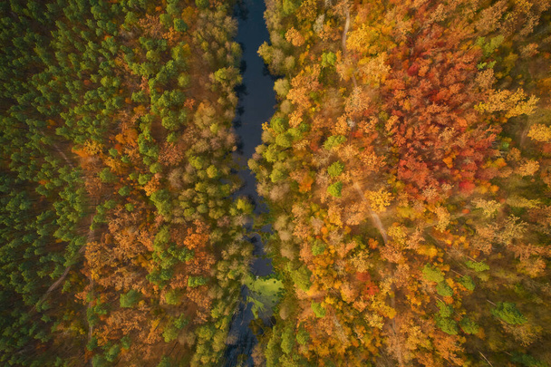 Aerial top down view of autumn forest with green and yellow trees. Mixed deciduous and coniferous forest. Beautiful fall scenery near Kyiv, Ukraine - Foto, imagen