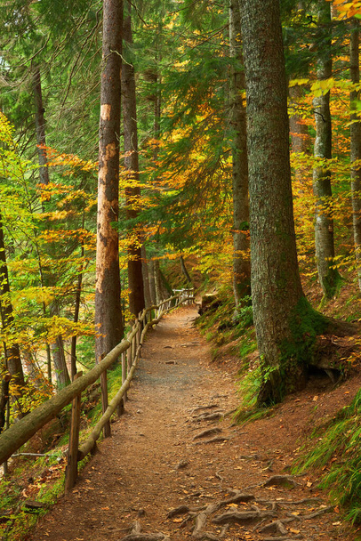 Um caminho ao longo do lago na floresta de outono. Caminho florestal para a costa do lago. - Foto, Imagem
