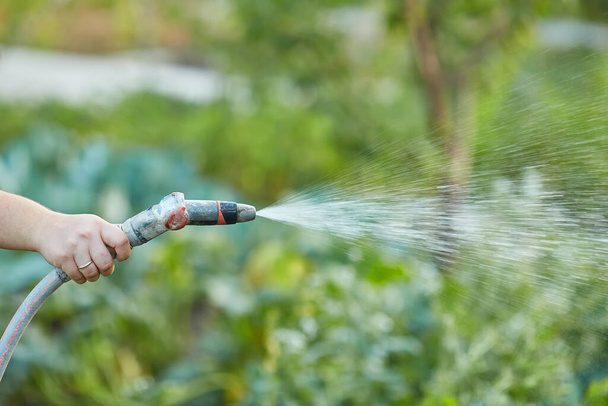 öntözés kerti berendezések - kéz tartja a sprinkler öntözési tömlő. Kertész öntözési tömlő és a permetezőgép a víz a növényi. - Fotó, kép