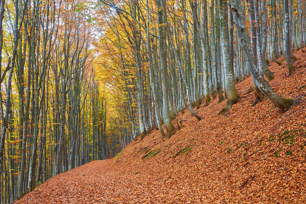 Magnífico paisaje de otoño panorama de un bosque pintoresco con un montón de sol cálido
 - Foto, Imagen