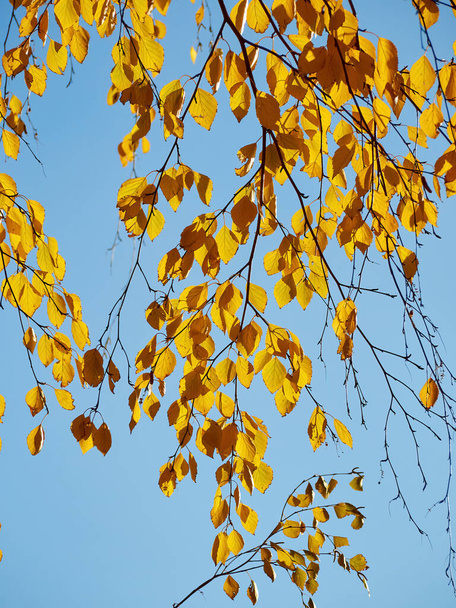 Autumn leaves on a tree branch. autumn photography - Fotoğraf, Görsel